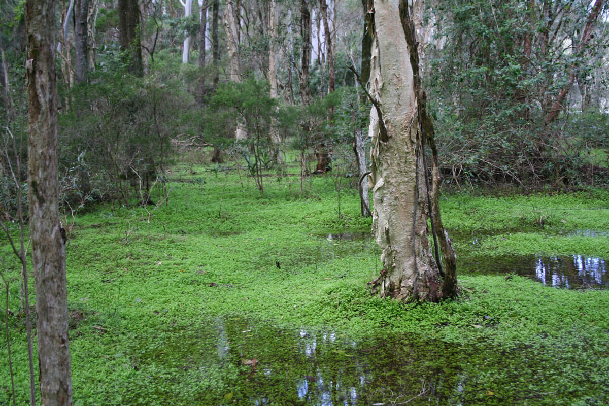 How to Buy Land – Practical Tips to Save Money and Avoid Risk